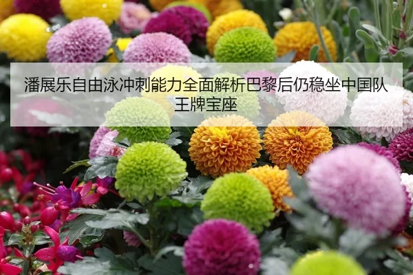 潘展乐自由泳冲刺能力全面解析巴黎后仍稳坐中国队王牌宝座