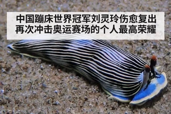 中国蹦床世界冠军刘灵玲伤愈复出再次冲击奥运赛场的个人最高荣耀